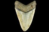 Fossil Megalodon Tooth - North Carolina #158209-2